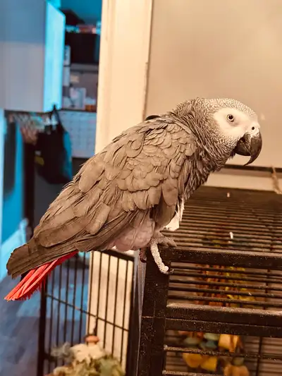 African Grey Parrot, View more