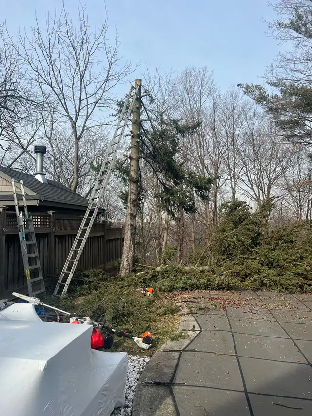 Tree Removal - Tree Trimming - Hedge Trimming -Best Price62863229488387122