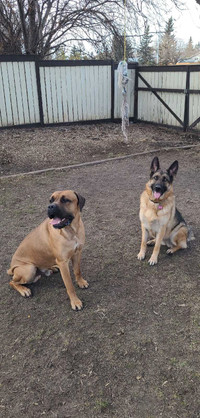 Looking to rehome my two dogs