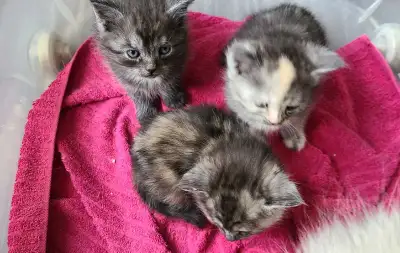 chaton scottish straight a réserver calico, charcoal, View more