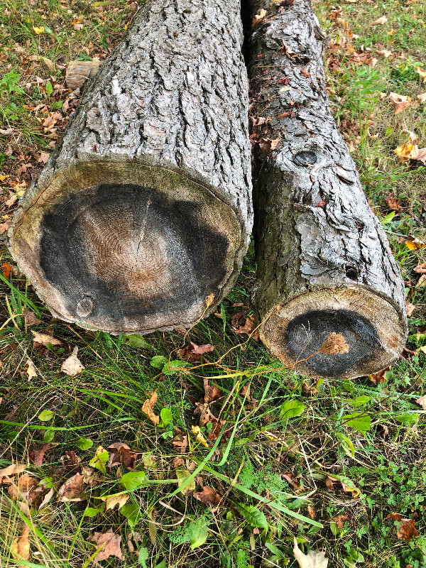 Hemlock logs in Other in Markham / York Region - Image 3