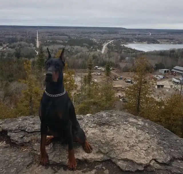 European Dobermans in Dogs & Puppies for Rehoming in City of Toronto - Image 11