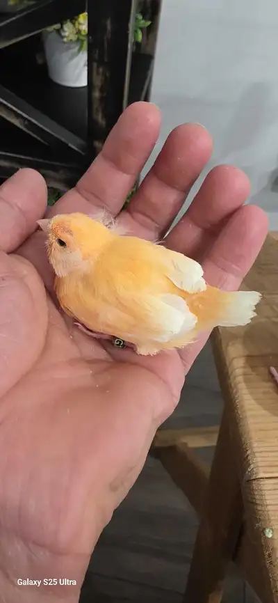 Friendly canarys , View more