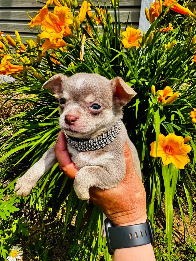 Nouvelle Portée De Chihuahua in Dogs & Puppies for Rehoming in Trois-Rivières - Image 4