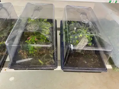 Clear dome “greenhouses.,, View more