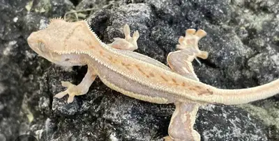 Lilly White crested gecko, View more