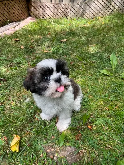 Female Shih Tzu, View more