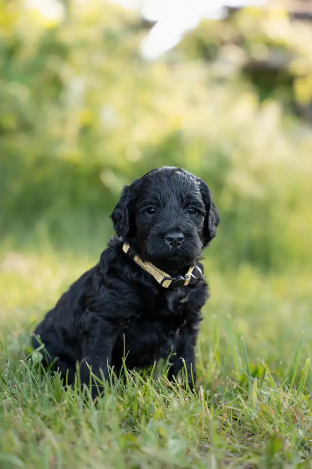 chiots goldendoodle in Dogs & Puppies for Rehoming in Trois-Rivières - Image 3