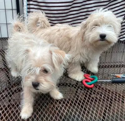 Morkie (F) stérilisé, vacciné + et vermifugé +, View more