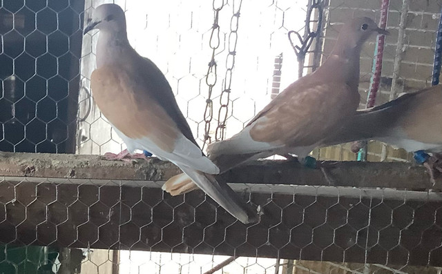 Ringneck Doves in Birds for Rehoming in Peterborough