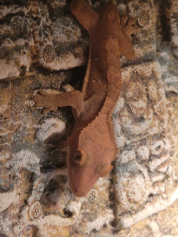 Baby's crested gecko for sell 80$ each dans Reptiles et amphibiens à adopter  à Laval/Rive Nord - Image 2