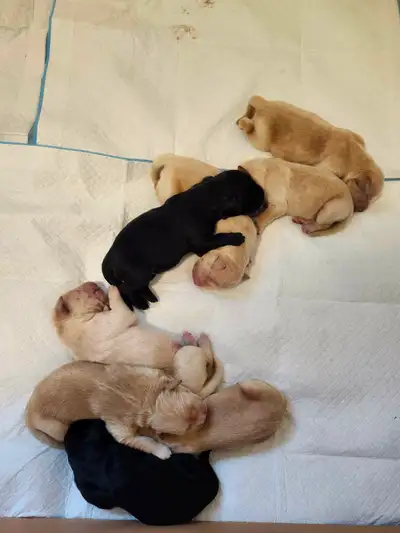 Adorable Golden Retriever Puppies for Sale , View more