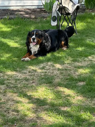 Bernese Mountain Dog Puppies, View more