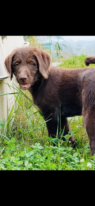 Labradoodle Labrador Caniche Royal, View more