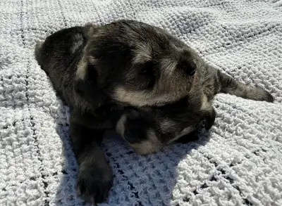 CKC Registered Miniature Schnauzer Puppies, View more