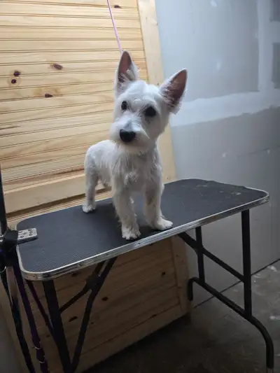 westie chiot, View more