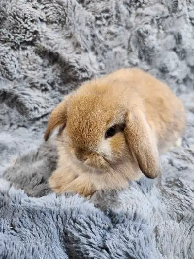 Prêt à partir fin mai,doux et très affectueux. Vermifuger et avec sac de moulée à leurs départ. Vict...