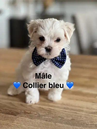 BICHON MALTAIS, View more