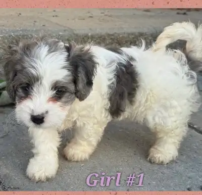 Mini Cavapoo puppies❤️❤️ready Monday, View more