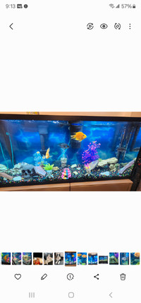 55 gallon fish tank for sale with stand