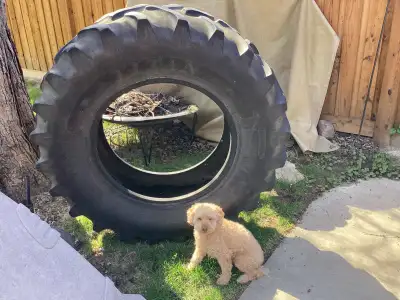 This tractor tire was used for fitness purposes. VERY heavy. 6 ply rating. Has drainage holes. TITAN...