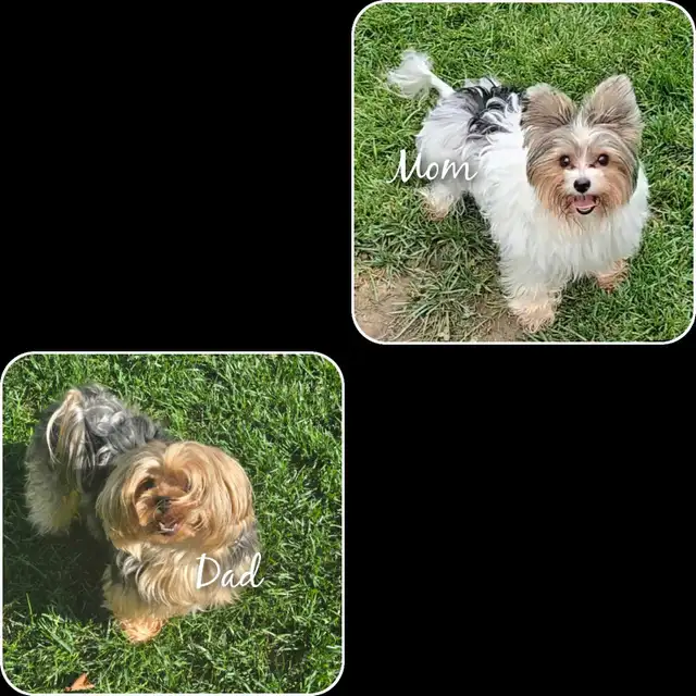 Pick up only- obo Last Girl Available. -All Boys sold! in Dogs & Puppies for Rehoming in Mississauga / Peel Region - Image 4