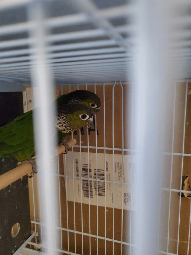 conure black cap mask in Birds for Rehoming in Mississauga / Peel Region - Image 3