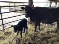 Herd reduction Angus cattle for sale