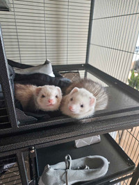 Ferrets for rehoming 