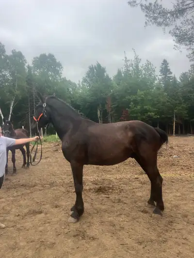 percheron gelding, View more