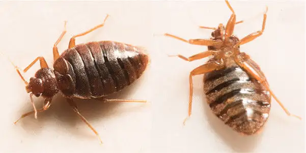 AFFORDABLE 24/7 PEST CONTROL!565170169038120964
