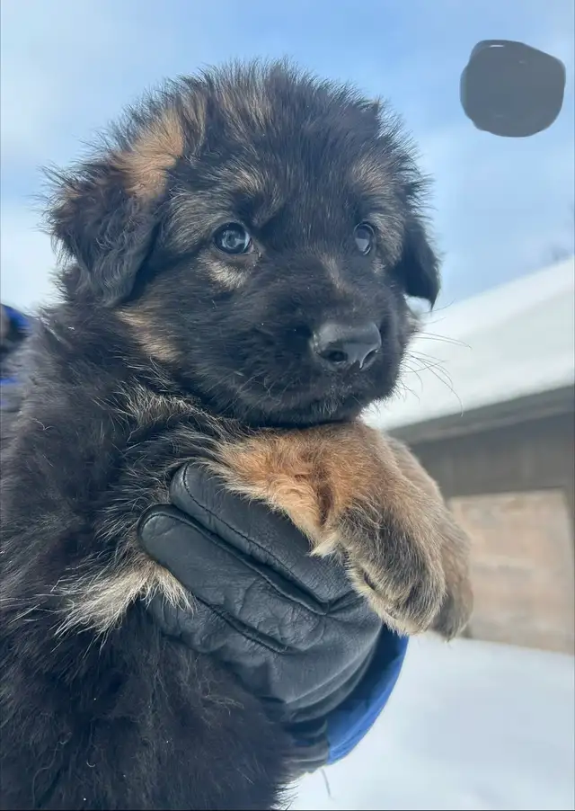 Chiots bergers allemands in Dogs & Puppies for Rehoming in Québec City - Image 7
