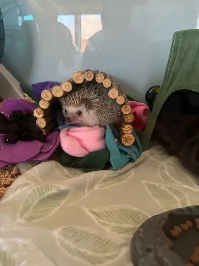 hedgehog for adoption, View more