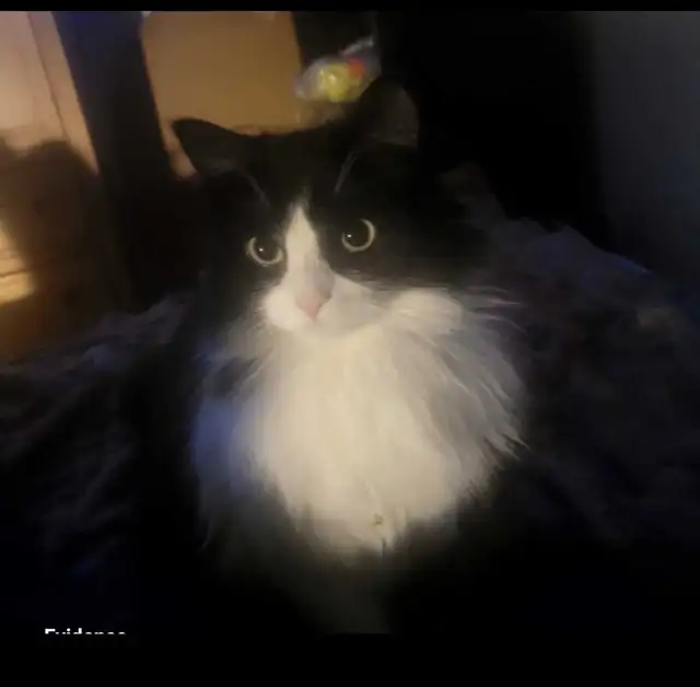 Missing female cat in Lost & Found in Edmonton - Image 3