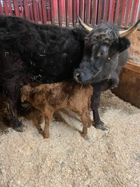 Vache Highland avec son 1er veau 