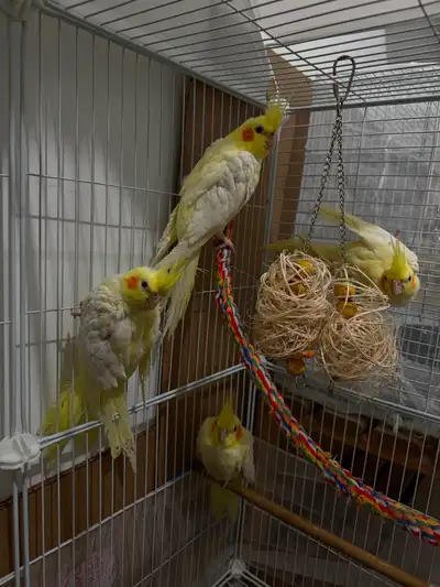 Cockatiels, View more