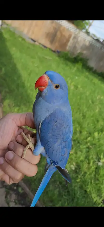 FS - Indian ringneck parrot Cobalt violet, View more