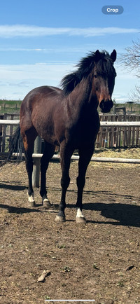 5year old companion or light riding horse