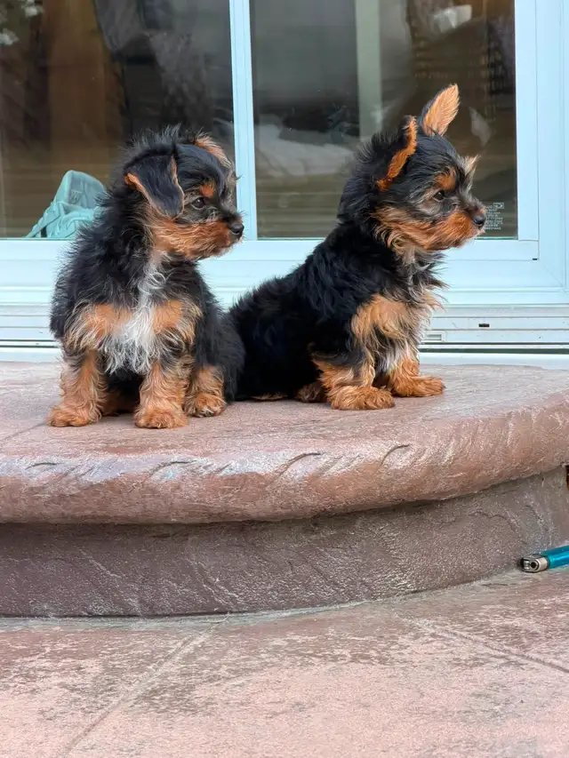 2 Toy Yorkies Puppies for sale in Dogs & Puppies for Rehoming in City of Toronto - Image 6
