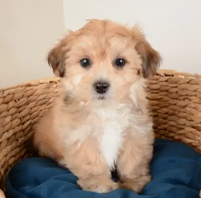 Our family has raised five of the most precious Morkie puppies you will ever see. They are small, hy...