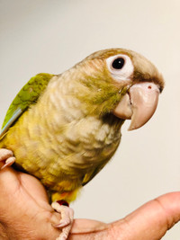 Beautiful Handfed Baby Conures