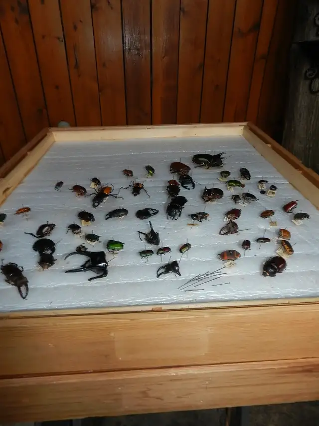 Vintage Museum Bug Collector+Glass+Wood 6 Boxes Each @63235066429185123