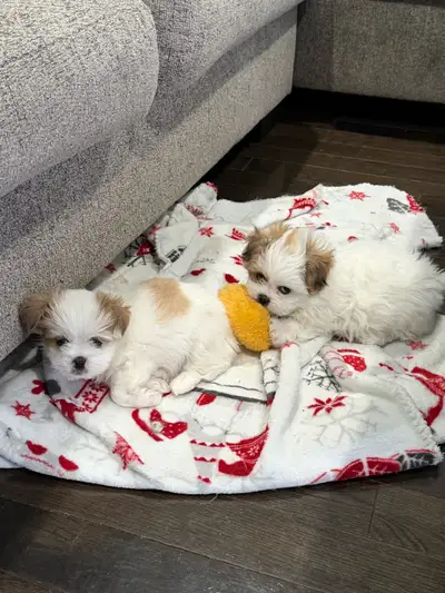 Shih Tzu Mix Puppies, View more