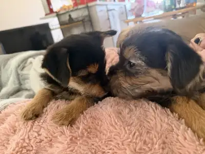 Born: October 17th 2025 Ready for adoption by December 12 2025! Best Offer is welcome as well! These...