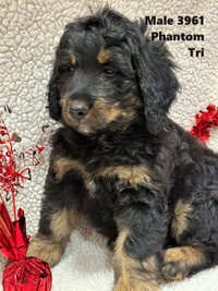 BEAUTIFUL F1 BERNEDOODLE PUPPIES - READY NOW
