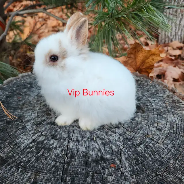 EXTRAORDINARY NETHERLAND DWARF, HOLLAND LOP,  ANGORA BUNNIES in Small Animals for Rehoming in Thunder Bay - Image 11