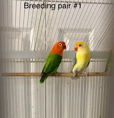 Lovebirds Available, View more