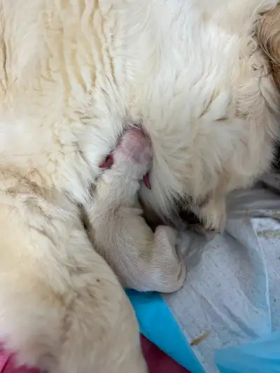 Golden retriever english cream pur sang, View more