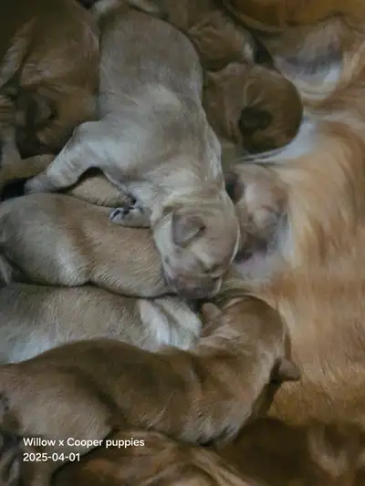 I have a beautiful litter of golden retriever puppies. They will be headed to their homes may 24. Th...