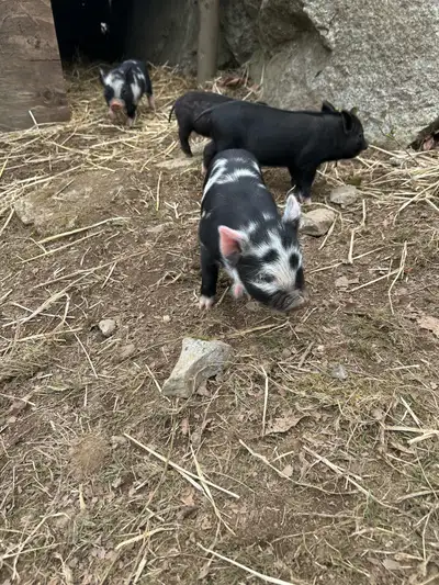 kune kune/ berksire piglets, View more